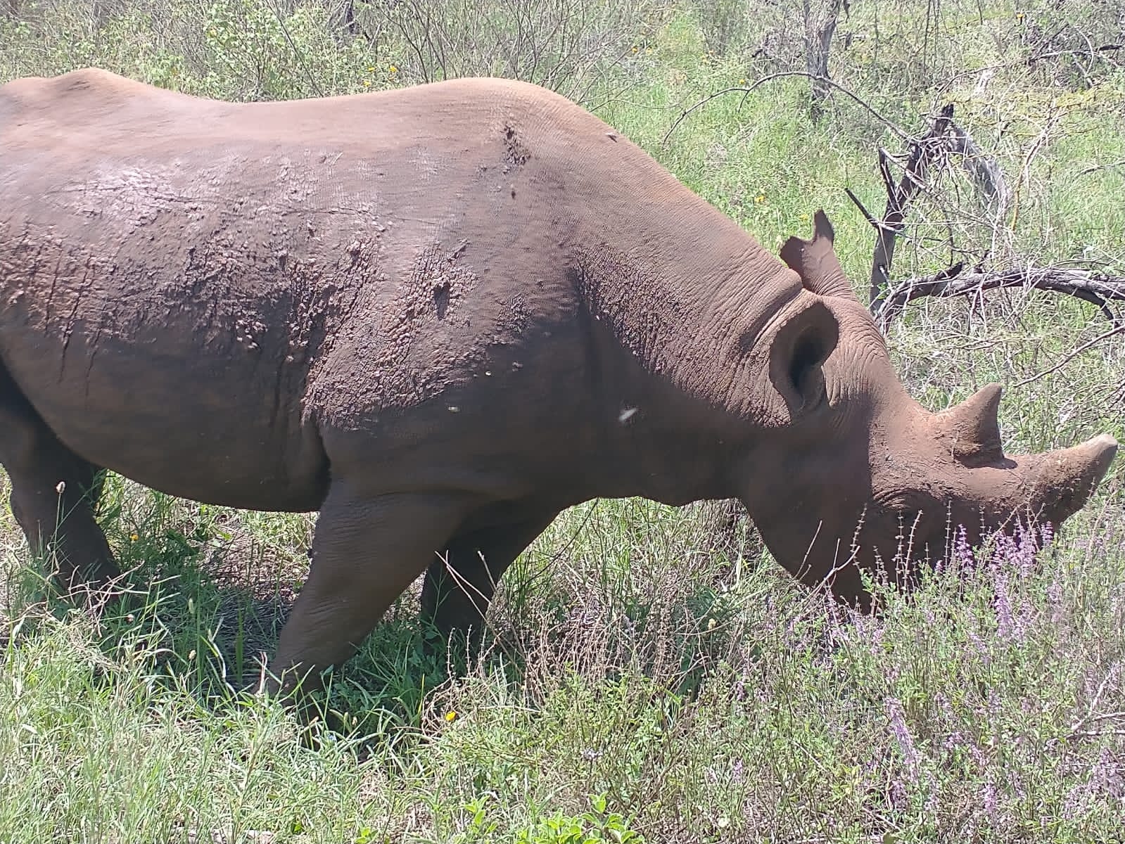 Kashi Safari - rhino